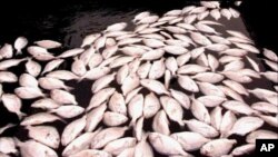 میری لینڈ کے ساحل پر لاکھوں مچھلیوں کی پراسرار ہلاکت