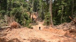 아마존 열대우림에서 목재를 벌채한 뒤 맨땅이 드러나 있다. (자료사진)