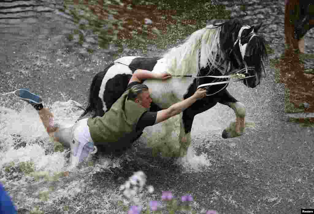A traveler falls off his horse as he washes it in the river Eden at Appleby in Westmorland, Britain.