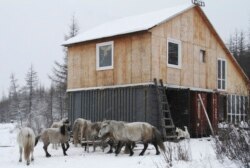 Kuda Yakutian terlihat di luar kabin penjaga di Taman Pleistosen, hutan belantara seluas 40.000 hektar di Siberia utara, Rusia. (Foto: AP/Arthur Max)