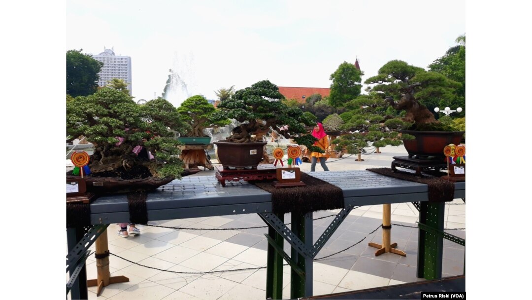 Beberapa tanaman bonsai yang dipamerkan dan dilombakan pada Festival Bonsai Nusantara di halaman Taman Surya Balai Kota Surabaya (foto: VOA/Petrus Riski)