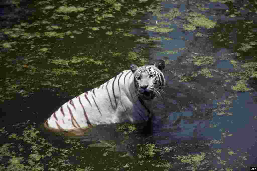 인도 첸나이 안나 동물원의 백호가 웅덩이 속에서 더위를 식히고 있다.
