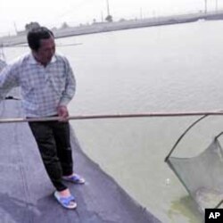 洪先生检视他养殖的泥鳅苗