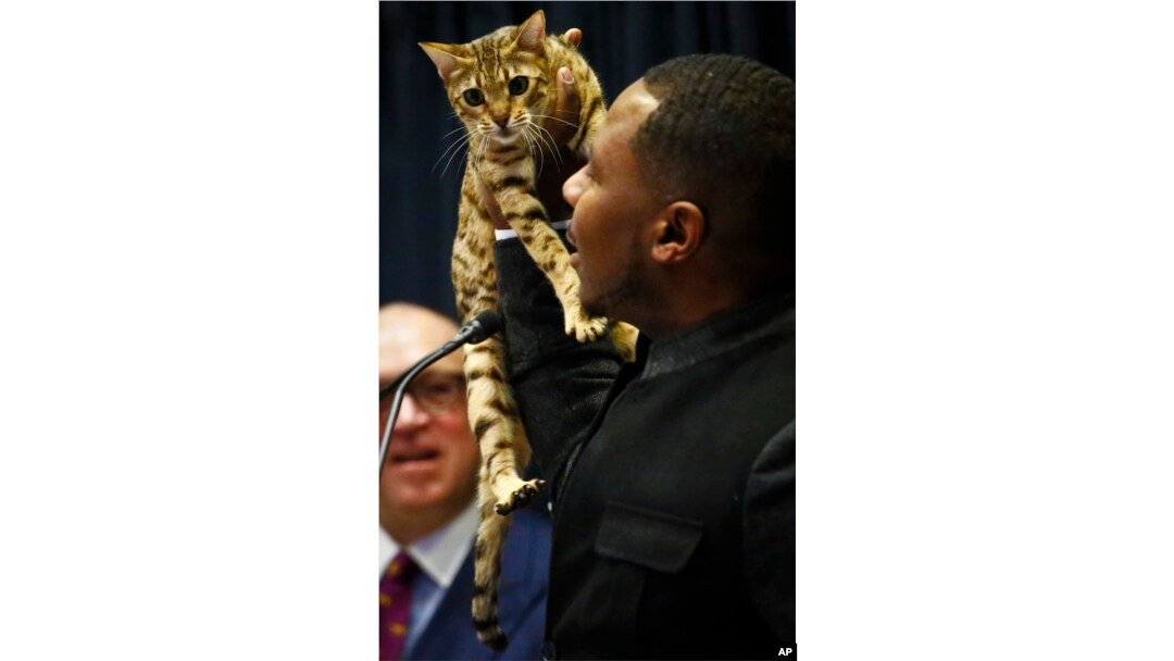 Cat breeder Anthony Hutcherson shows off a Bengal Cat, which will be featured at a non-competitive event at the Westminster Kennel Club Dog Show in New York City on Feb 11.