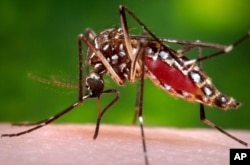 FILE - This 2006 file photo provided by the Centers for Disease Control and Prevention shows a female Aedes aegypti mosquito in the process of acquiring a blood meal from a human host.