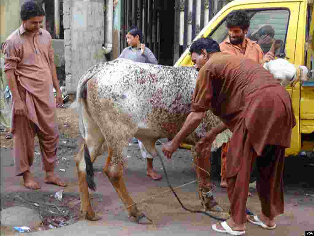 ہر گلی اور محلے میں جانوروں کی قربانی کی جارہی ہے 