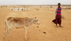 FILE - A boy attends to his malnourished calf in the Danan district of the Somali region of Ethiopia, which hasn't seen significant amounts of rain in the past three years.