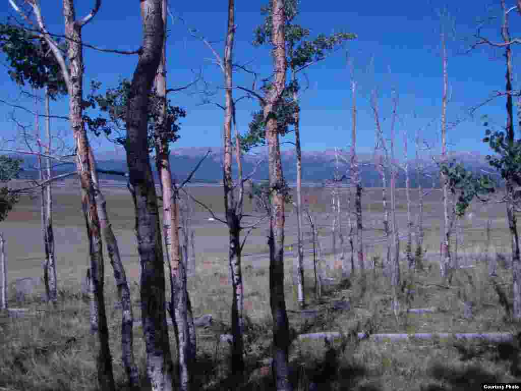 The sudden Colorado aspen tree die-off near Fairplay, Colorado in 2009 has been linked to climate change. Photo credit: William Anderegg