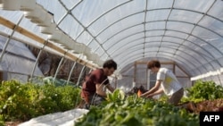 Volunteers harvest spinach at EcoCity Farms in Edmonston, Maryland