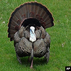 We can be pretty certain that the Pilgrim and Indians' turkey, if indeed its meat was on the table, was a lean, tough wild variety - not a fine, fat gobbler like this