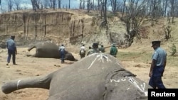 FILE - A group of elephants, believed to have been killed by poachers, lie dead at a watering hole in Zimbabwe's Hwange National Park Oct. 26, 2015. 