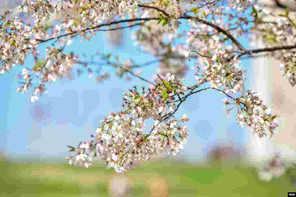 Sakura gullaganda