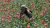 Governor of Violent Mexican State Wants Regulation of Opium Poppies