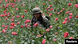 FILE - A soldier walks among poppy plants before a poppy field is destroyed during a military operation in the municipality of Coyuca de Catalan, Mexico, April 18, 2017.