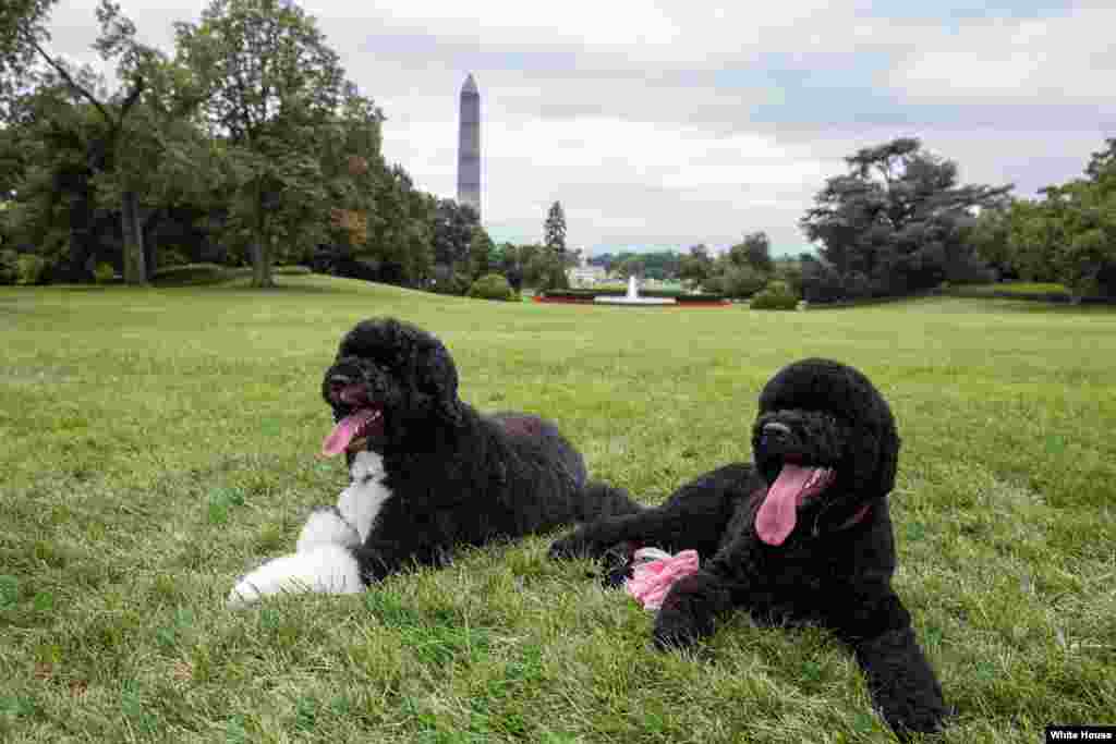 Bo, left, and Sunny, the Obama family dogs, on the South Lawn of the White House. (Official White House Photo by Pete Souza)