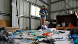 Jennifer Lynch, a research scientist at the National Institute of Standards and Technology and the co-director of Hawaii Pacific University's Center for Marine Debris Research, catalogs pieces of ghost nets on Wednesday, May 12, 2021 in Kaneohe, Hawaii.