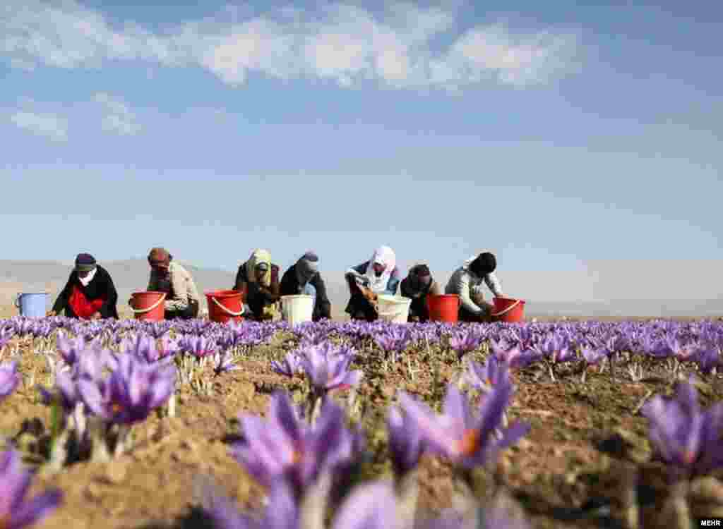 برداشت زعفران در تربت حیدریه، خراسان ایران. این زعفران به ۴۵ کشور جهان صادر می شود. عکس: سعید گلی