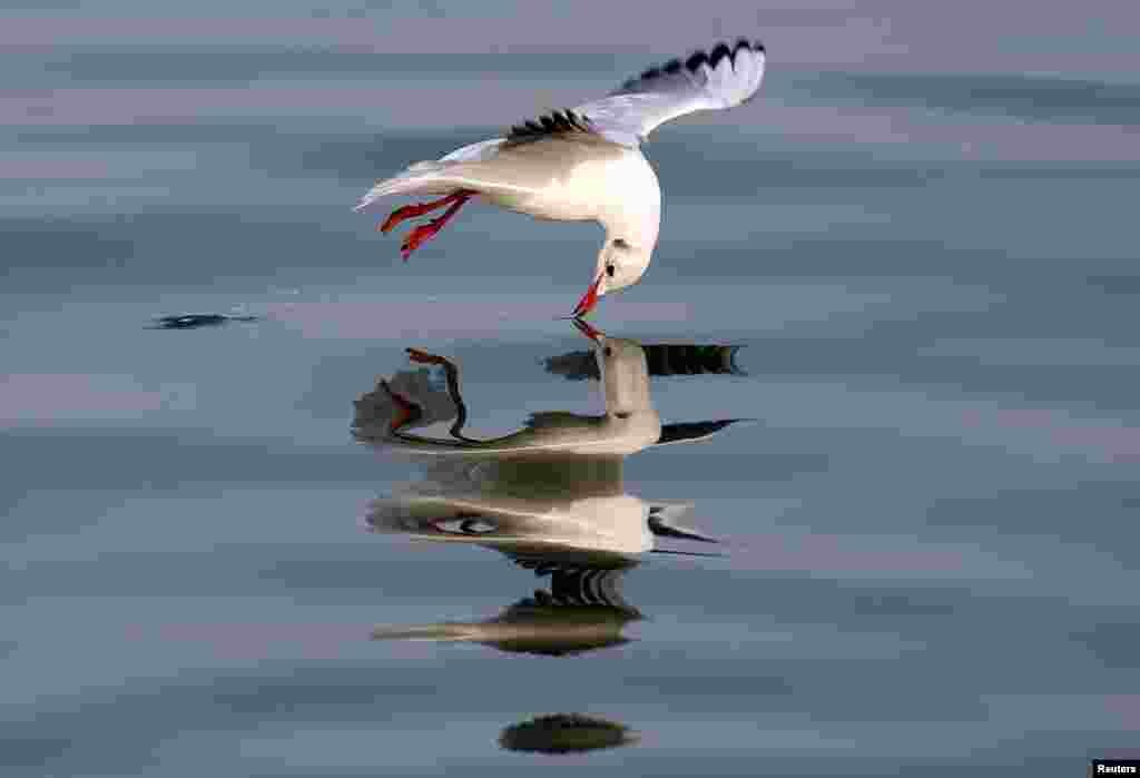 A seagull flies above water in Sidon, Lebanon.