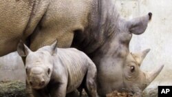 A black rhinoceros calf born at a zoo stays close to his mother (File)