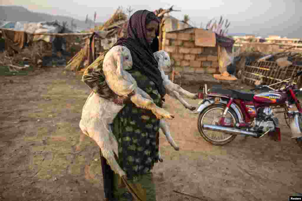 A woman, looking for work, carries goats near her makeshift shelter in Islamabad Pakistan.