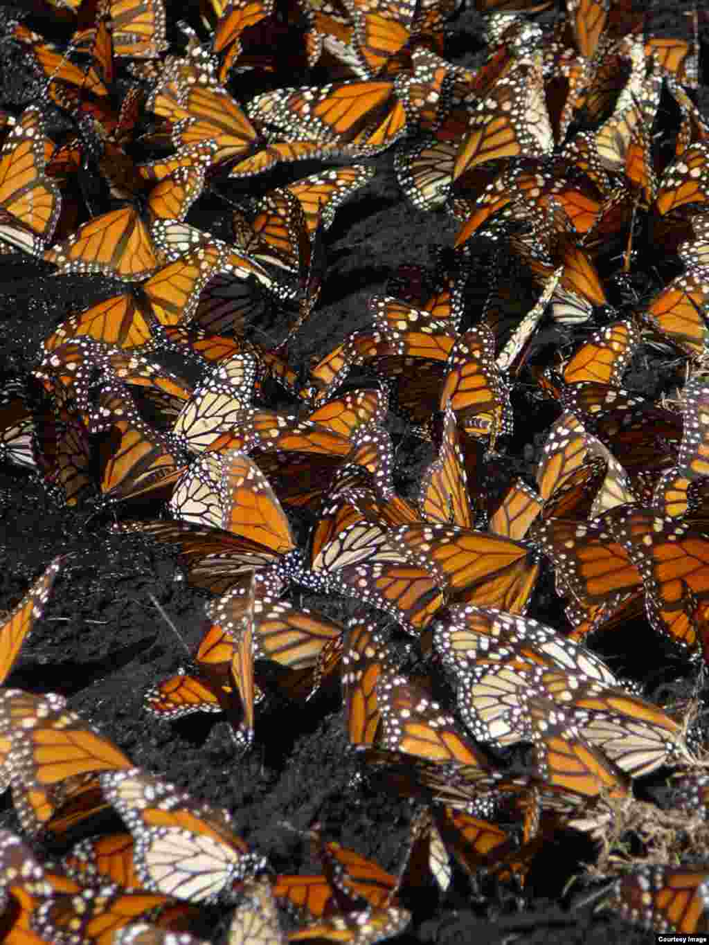 The population of migrating monarchs that reach Mexico each year has dropped dramatically in recent years because of habitat loss, decline in food source and changes in climate. (Credit: Natalie Tarpein)