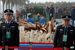 FILE - Customs officers stand guard in front of some illegal ivory during destruction in Dongguan, southern Guangdong province, China Monday, Jan. 6, 2014.