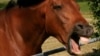 Study Reveals Distinct Facial Expressions by Horses