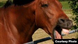 Horses use similar facial muscles to humans, suggesting an evolutionary parallel in how horses and humans use the face to communicate. (Credit: Jennifer Wathan)