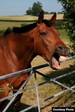 Horses use similar facial muscles to humans, suggesting an evolutionary parallel in how horses and humans use the face to communicate. (Credit: Jennifer Wathan)