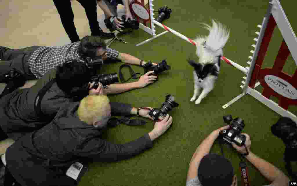 Seekor anjing Papillon melompati rintangan dalam acara pameran anjing di kota New York.