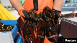 Seorang nelayan lobster memperlihatkan lobster-lobster yang baru ditangkap di Stonington, Maine, 5 Juli 2017.