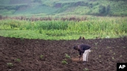 A farmer sows a potato field in Abugarama, a mountain village near Bujumbura, Burundi, Dec. 14, 2015.