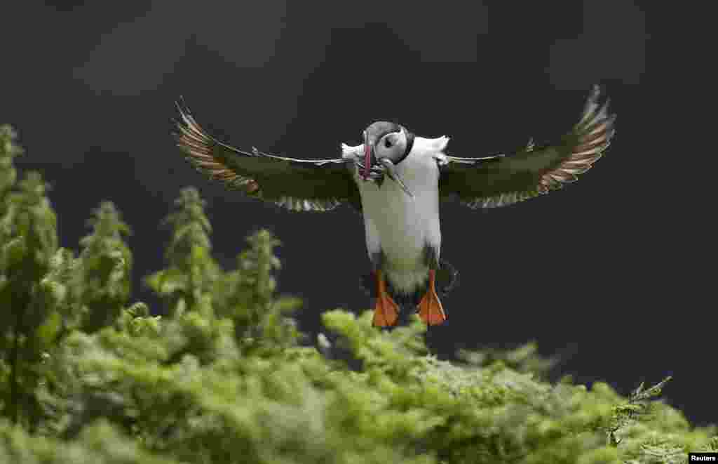 A Puffin jumps into its burrow with a mouthful of sea eels to feed its chick on Skomer Island, Pembrokeshire in Wales, Britain.