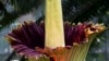 کیلی فورنیا میں کِھلا دیو ہیکل پھول جس سے مردہ انسان کی بو آتی ہے 