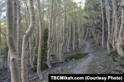A trail through quaking aspen trees in Great Basin National Park leads to the highest mountain peak in Nevada.