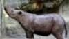 Kebun Binatang AS Ambil Langkah Kontroversial untuk Lahirkan Badak Sumatra