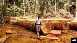 In this undated handout photo provided by ITTO (International Tropical Timber Organization) website, a man is seen standing in a clearing in tropical forest in an unknown location in Cameroon, Africa. Large swaths of the world's tropical forests have been officially shielded from deforestation, but an international organization says that may not be enough. 