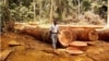 Cameroun : Greenpeace demande la suspension d'un grand projet de culture d'hévéas