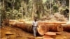 Cameroon Steps Up Reforestation Efforts — But Forest Loss Continues