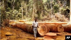 FILE - In this undated handout photo provided by ITTO (International Tropical Timber Organization) website, a man is seen standing in a clearing in tropical forest in an unknown location in Cameroon, Africa.