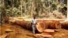 In this undated handout photo provided by ITTO (International Tropical Timber Organization) website, a man is seen standing in a clearing in tropical forest in an unknown location in Cameroon, Africa. Large swaths of the world's tropical forests have be