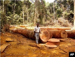 Seorang pria terlihat berdiri di tempat terbuka di hutan tropis di lokasi yang tidak diketahui di Afrika, sebagai ilustrasi. (Foto: ITTO via AP)