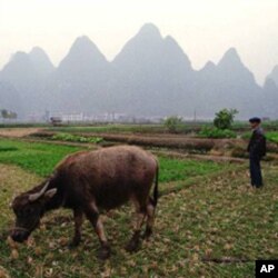 Un agriculteur chinois dans son champ dans la province de Guangxi (Archives)