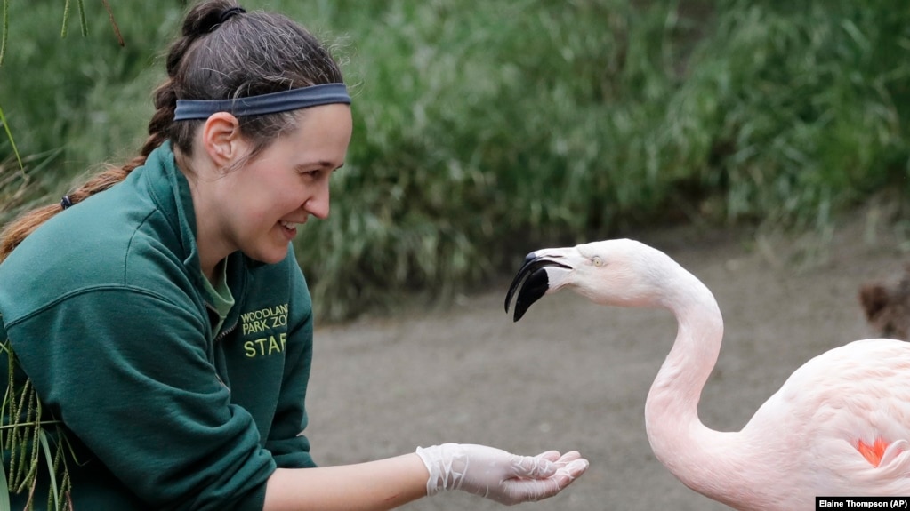 Zookeeper Joanna Klass hand feeds a Chilean flamingo at the Woodland Park Zoo in Seattle. The zoo has been closed for nearly three months because of the coronavirus outbreak, May 26, 2020. (AP Photo/Elaine Thompson)