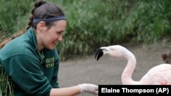 Zookeeper Joanna Klass hand feeds a Chilean flamingo at the Woodland Park Zoo in Seattle. The zoo has been closed for nearly three months because of the coronavirus outbreak, May 26, 2020. (AP Photo/Elaine Thompson)