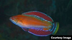 Spesies ikan flasherwrasse baru Paracheilinus rennyae yang diambil dari nama peneliti LIPI Renny Hadiaty. (Foto: Conservation International)