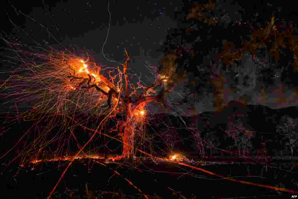 A long-exposure photograph shows a tree burning during the Kincade fire off Highway 128, east of Healdsburg, California, Oct. 29, 2019.