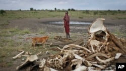 FILE—In this Wednesday, February 13, 2013 photo, a Maasai boy and his dog stand near the skeleton of an elephant killed by poachers outside of Arusha, Tanzania.