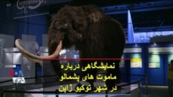 نمایشگاهی درباره ماموت های پشمالو در شهر توکیو ژاپن