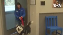 Приютить «лютоволка»